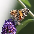 Schmetterling