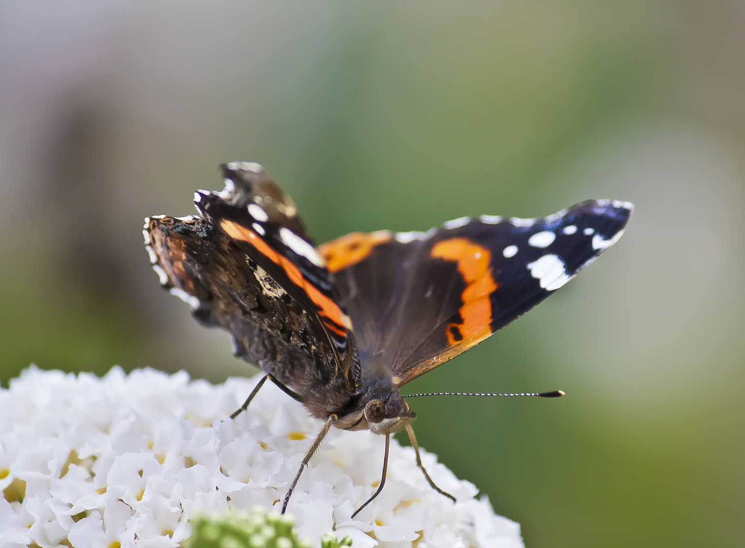 Schmetterling