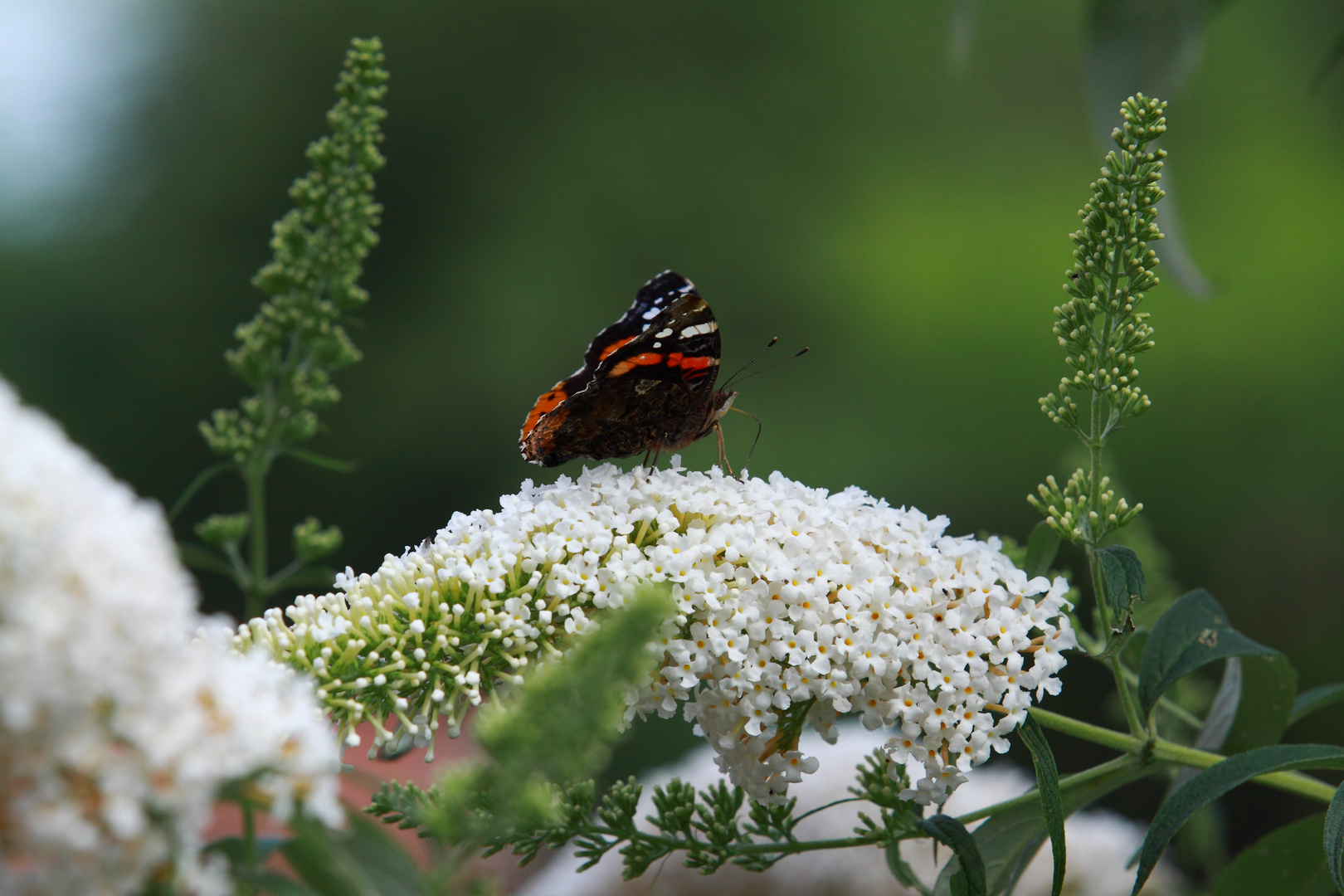 Schmetterling