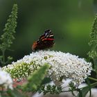 Schmetterling