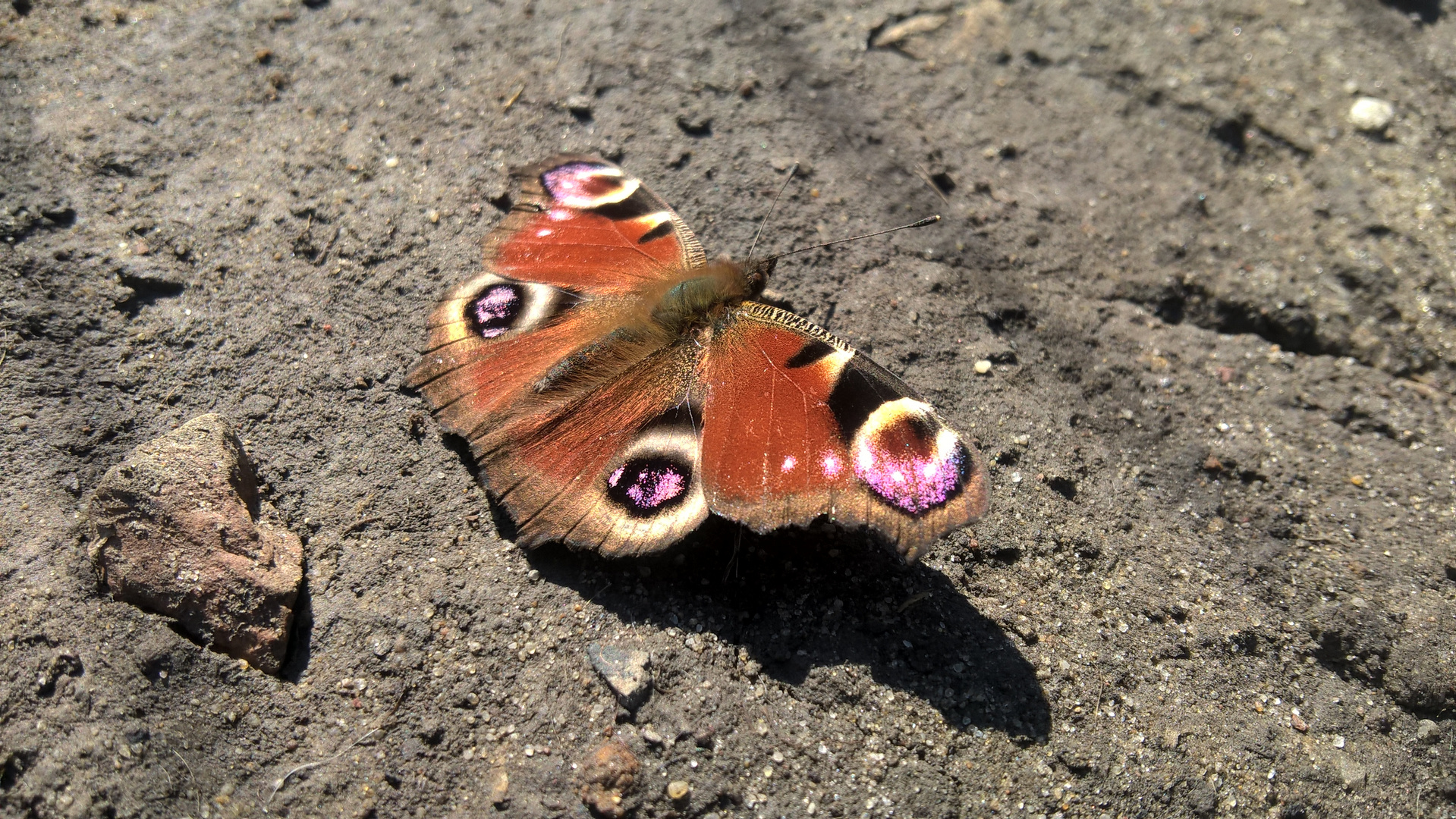 Schmetterling 