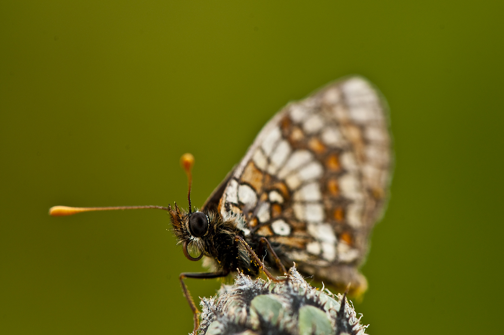 Schmetterling