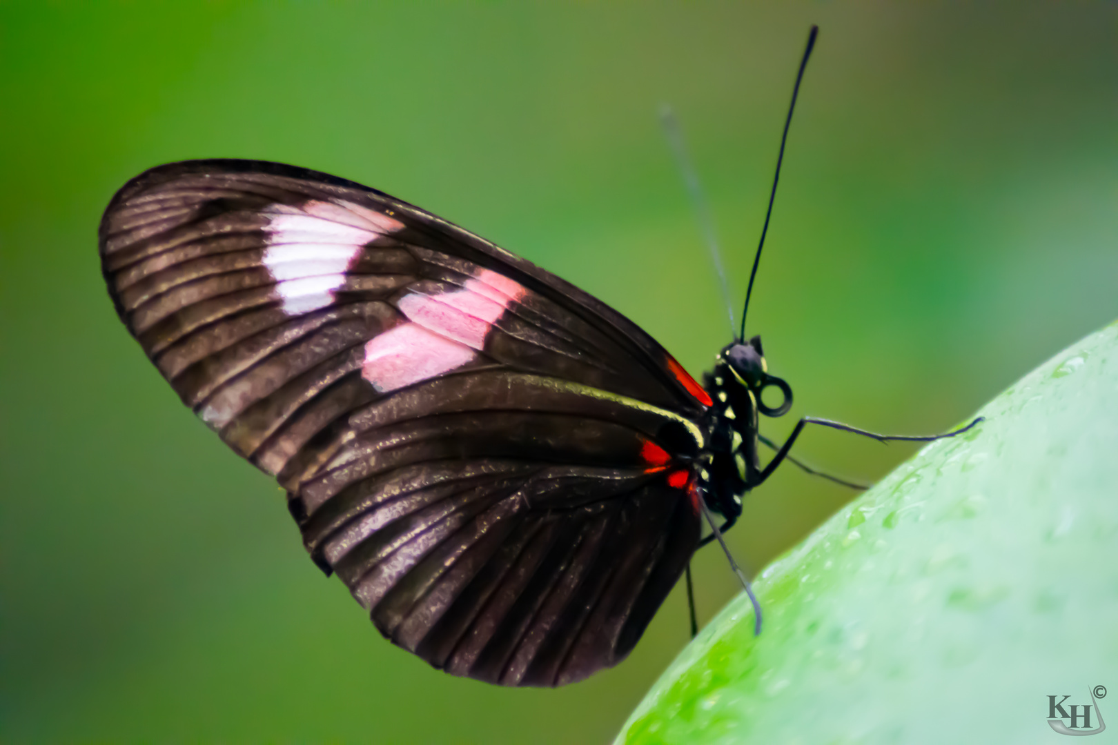 Schmetterling