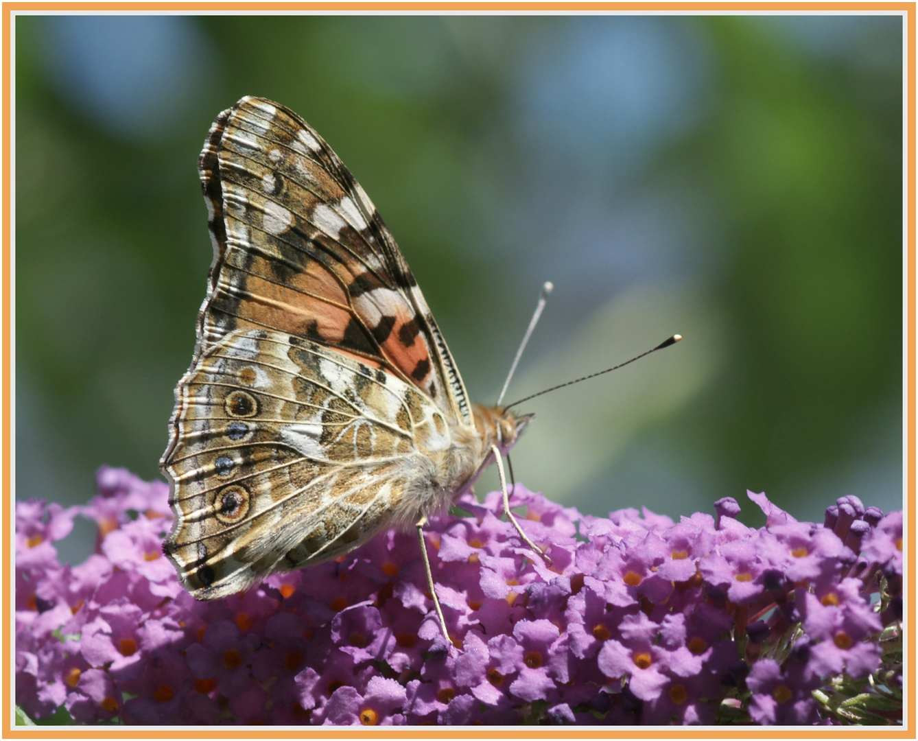 Schmetterling