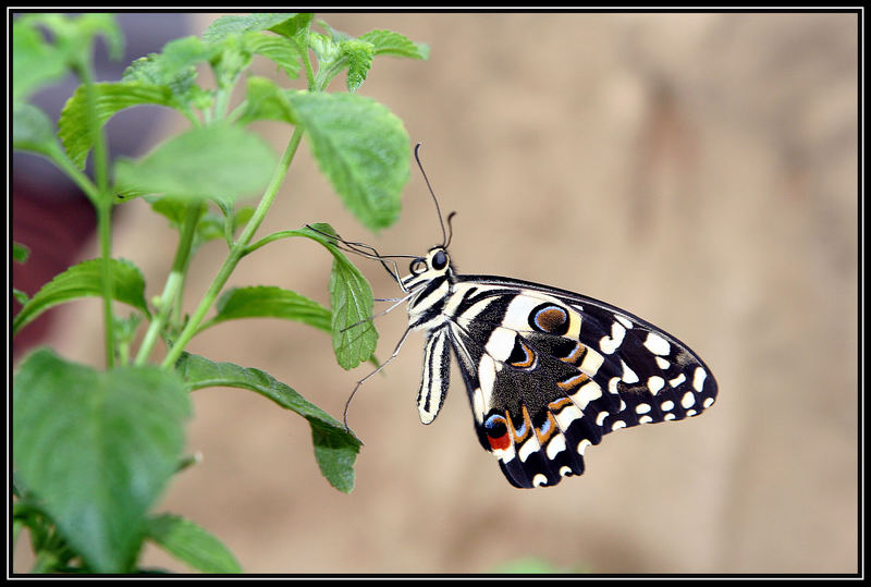 Schmetterling