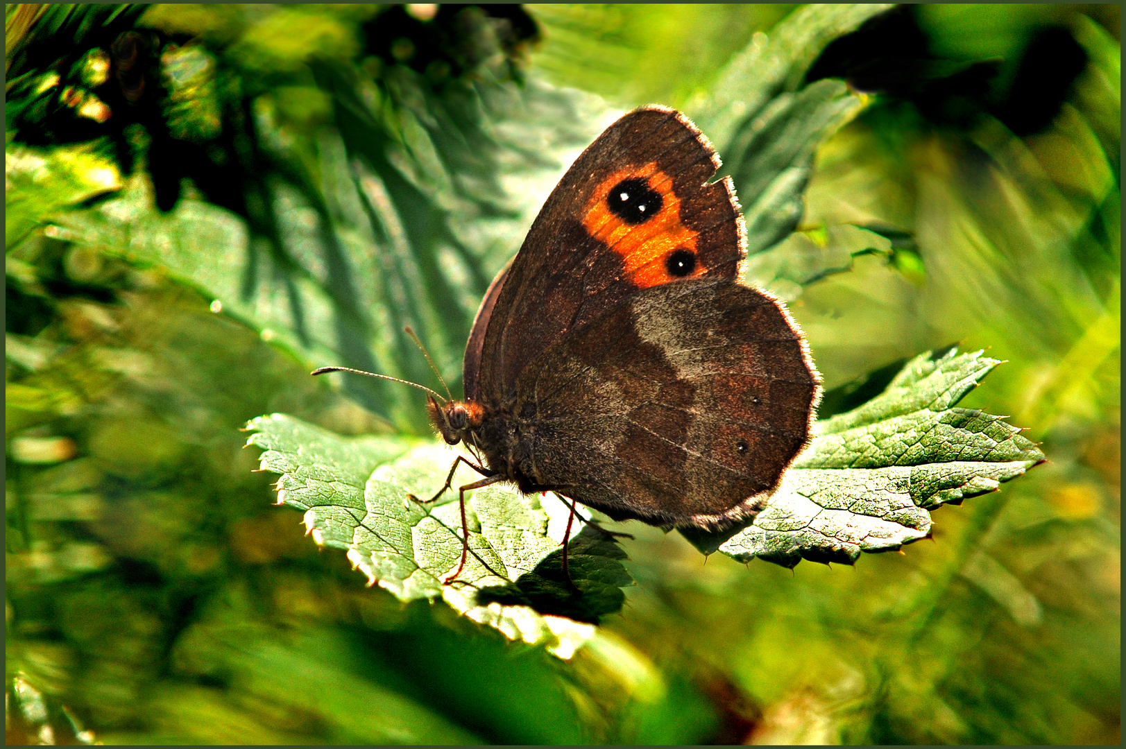 Schmetterling