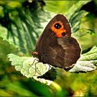 Schmetterling