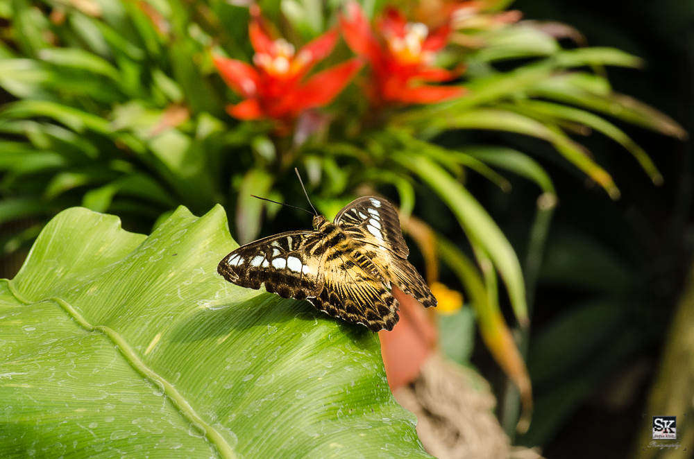 Schmetterling