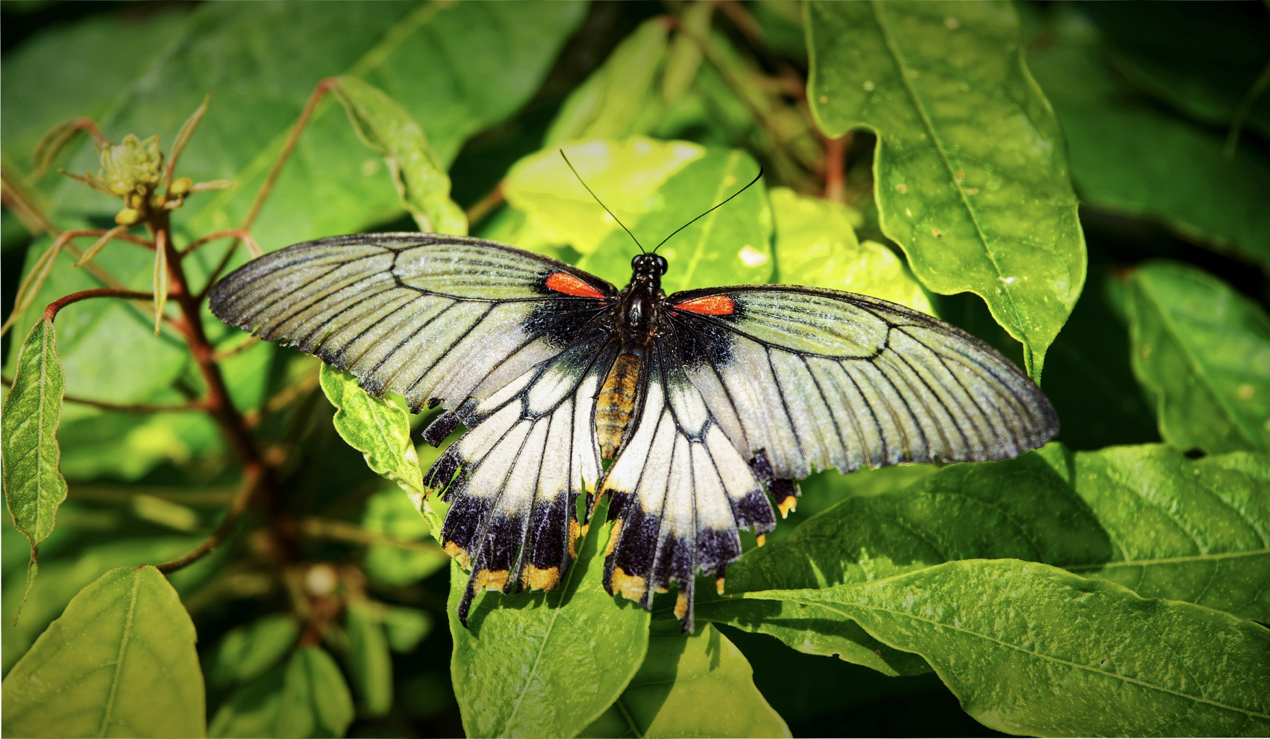 Schmetterling 