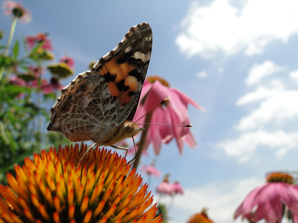 Schmetterling