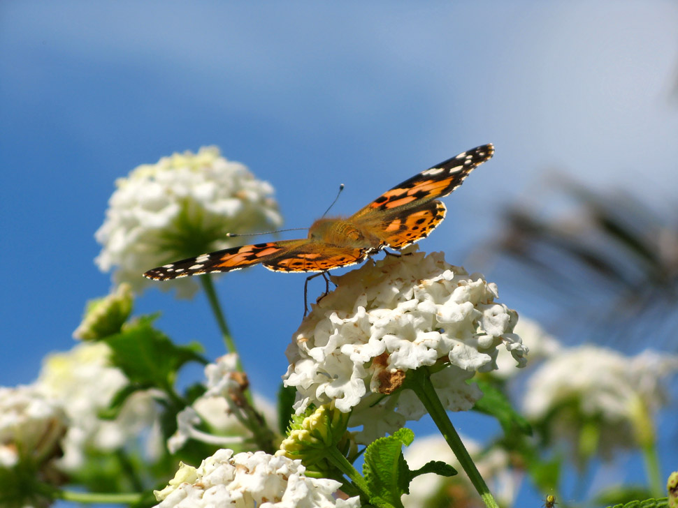 Schmetterling