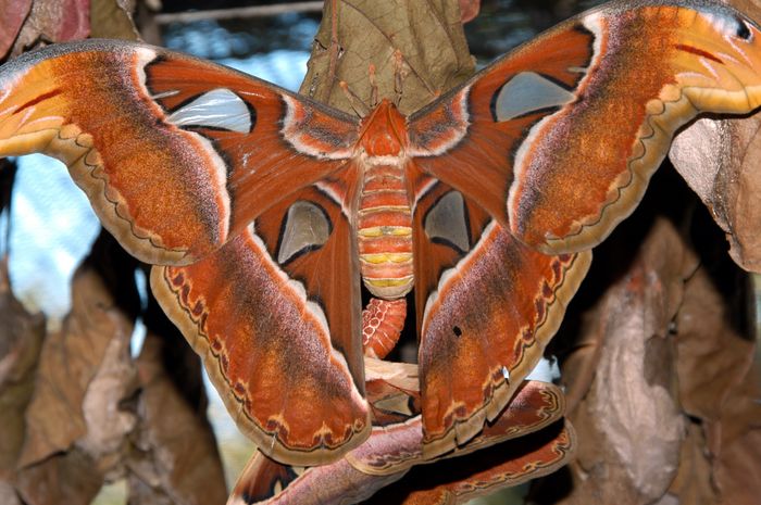 Schmetterling