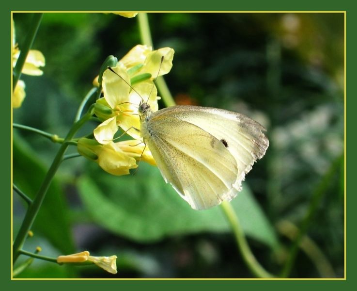 Schmetterling