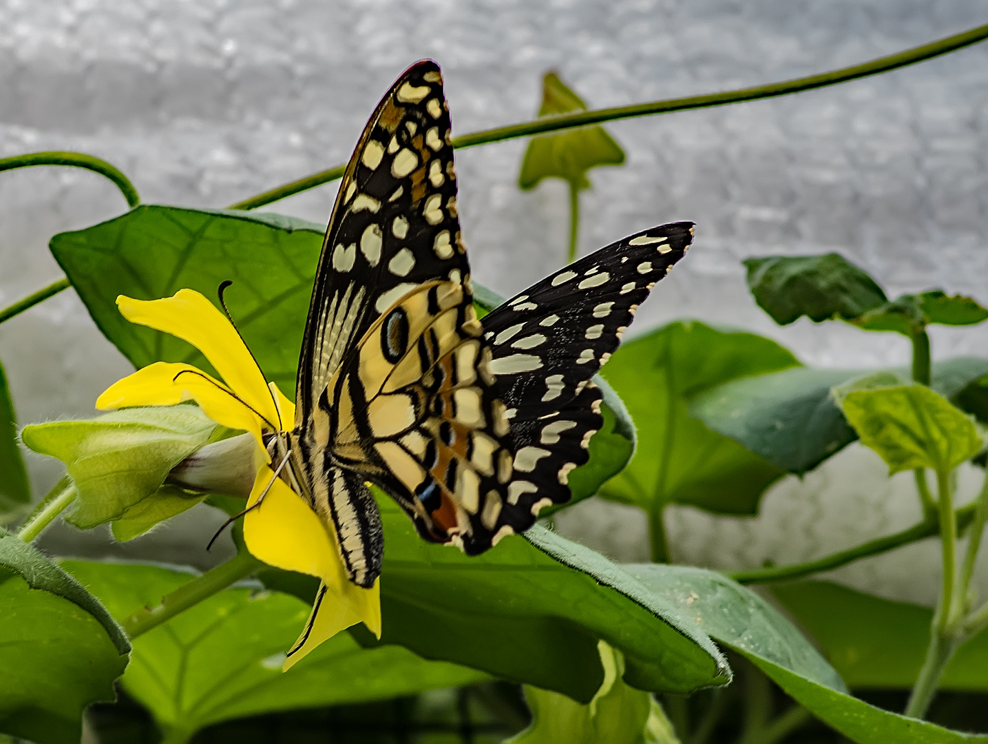 Schmetterling