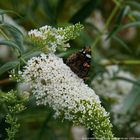 Schmetterling