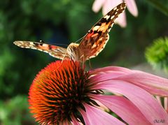 Schmetterling