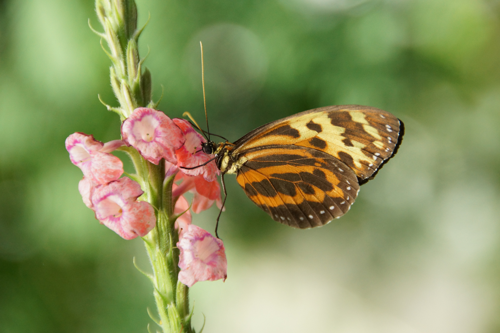 Schmetterling