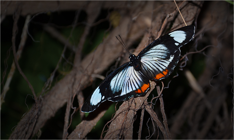 Schmetterling