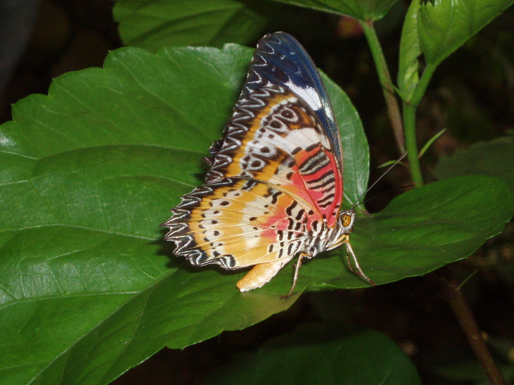 Schmetterling