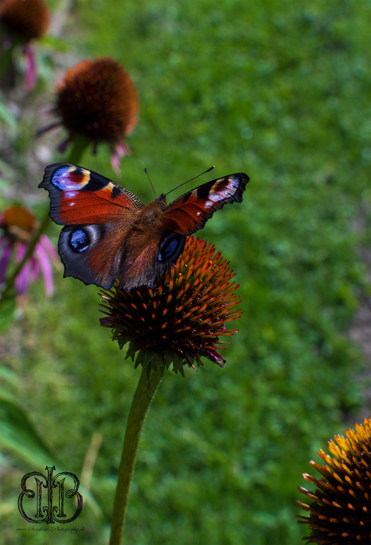 Schmetterling