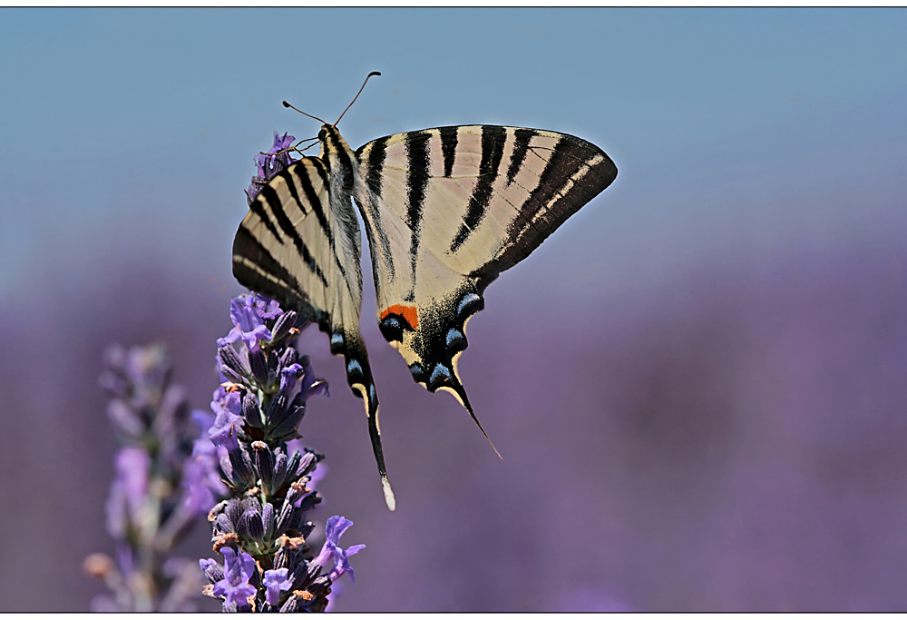 schmetterling