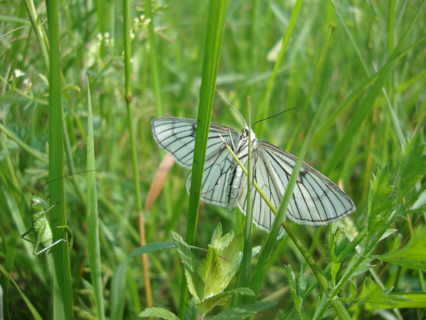 Schmetterling