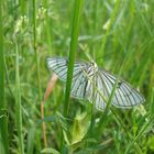 Schmetterling