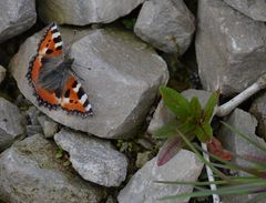 Schmetterling