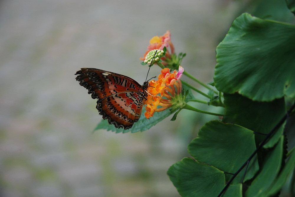 Schmetterling