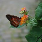 Schmetterling