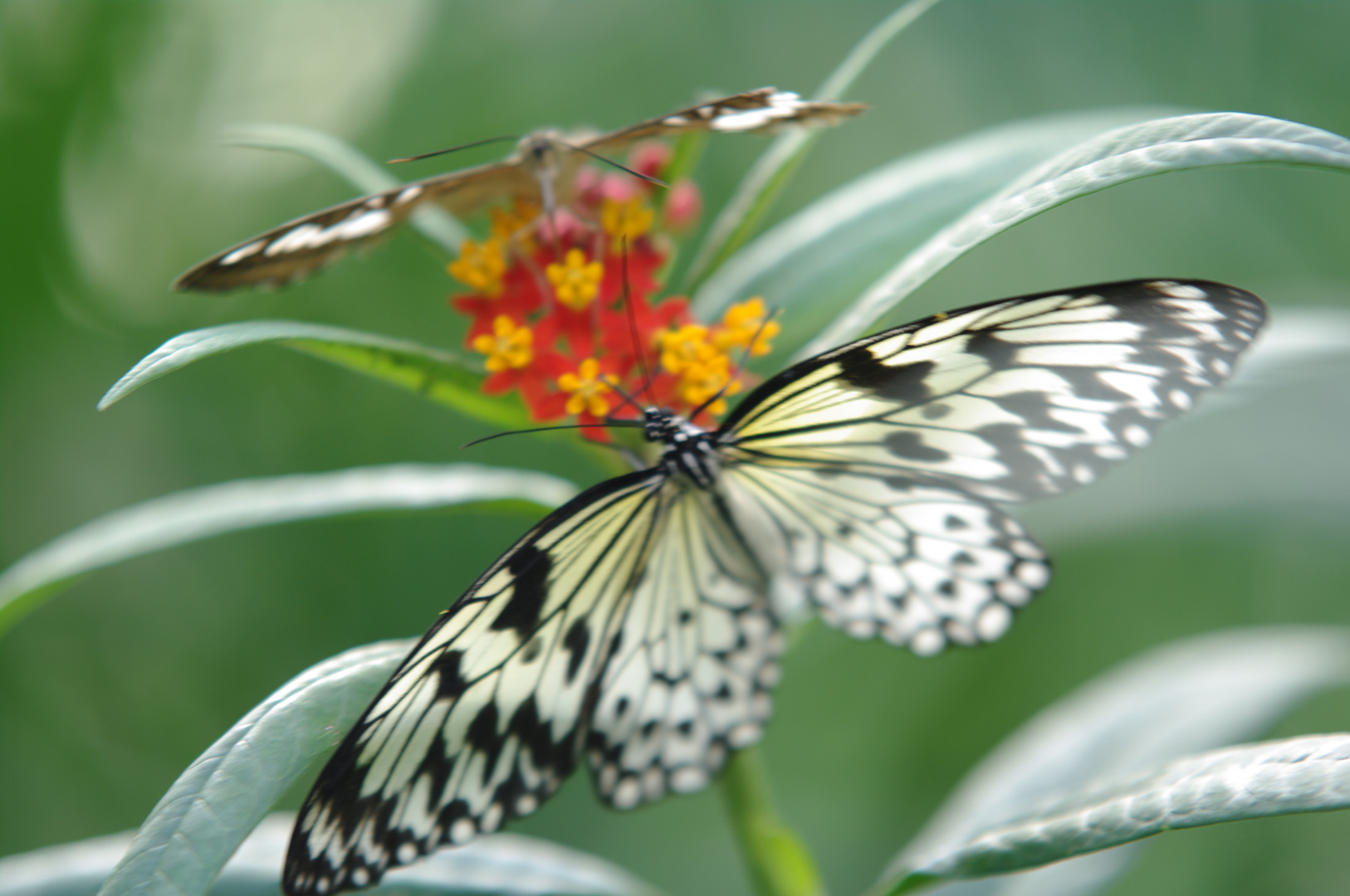 Schmetterling