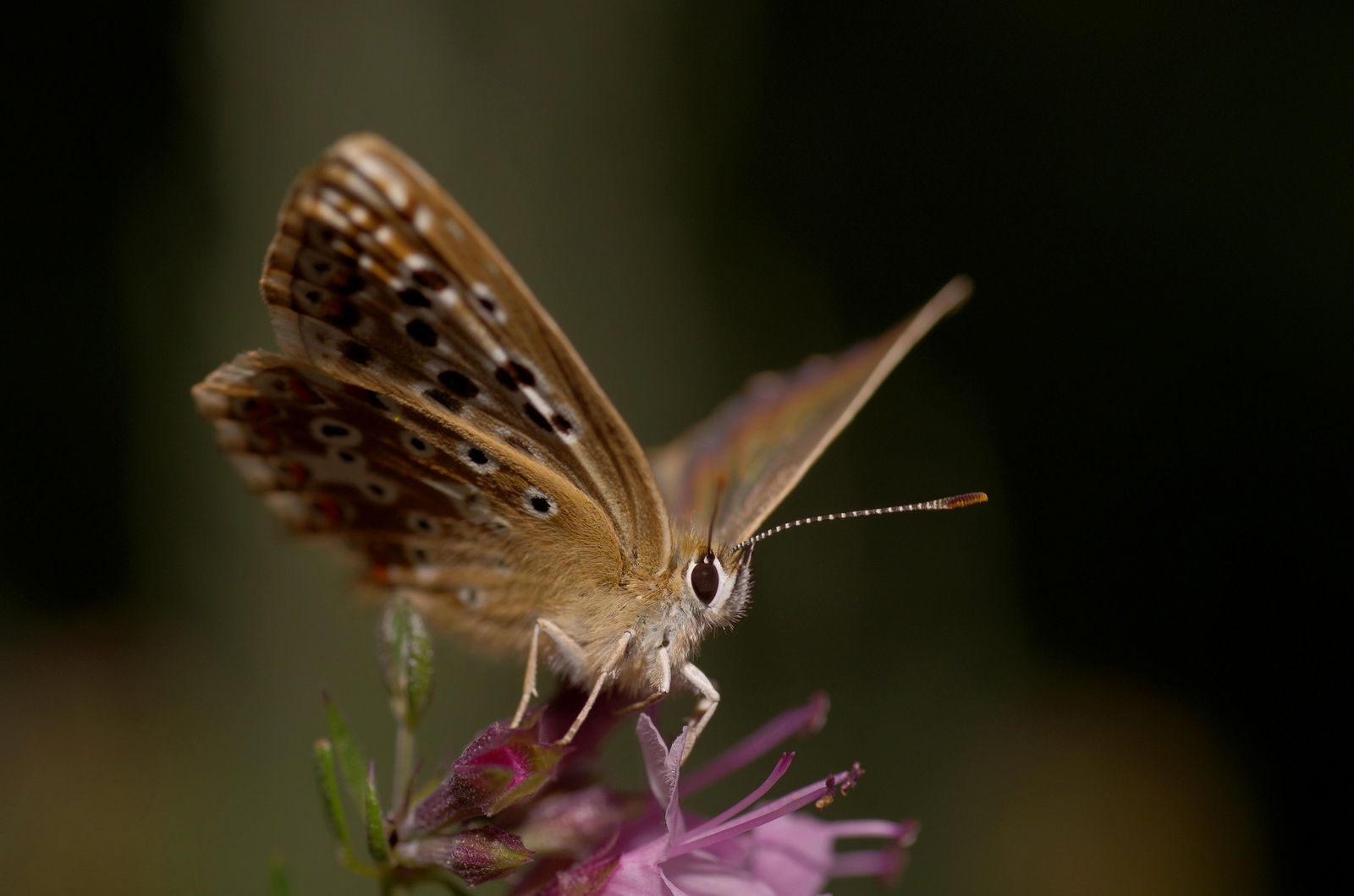 Schmetterling