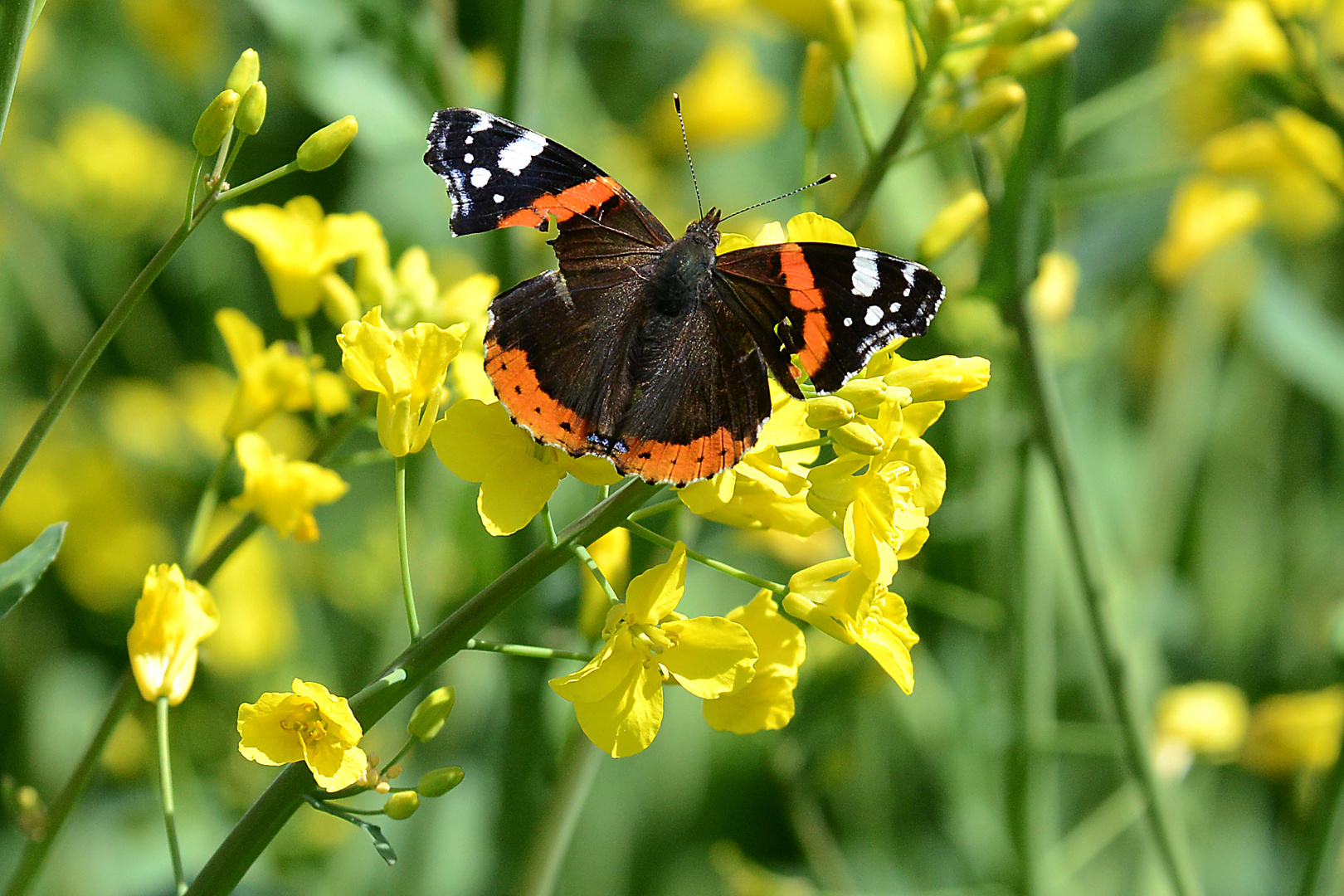 Schmetterling