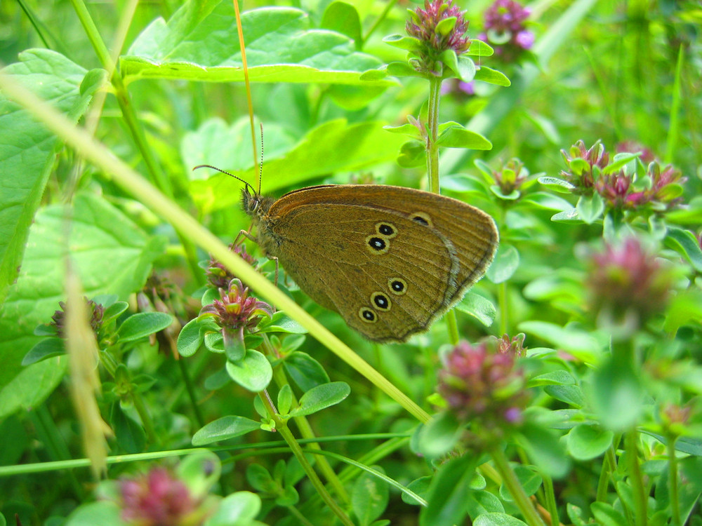 Schmetterling