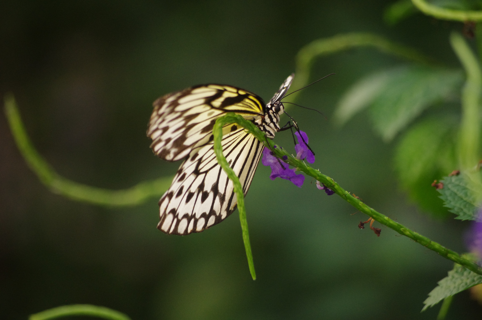 Schmetterling