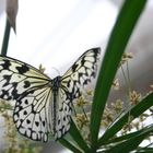 Schmetterling