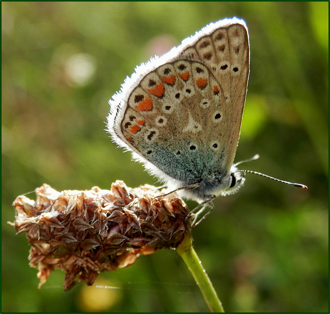 Schmetterling