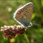 Schmetterling