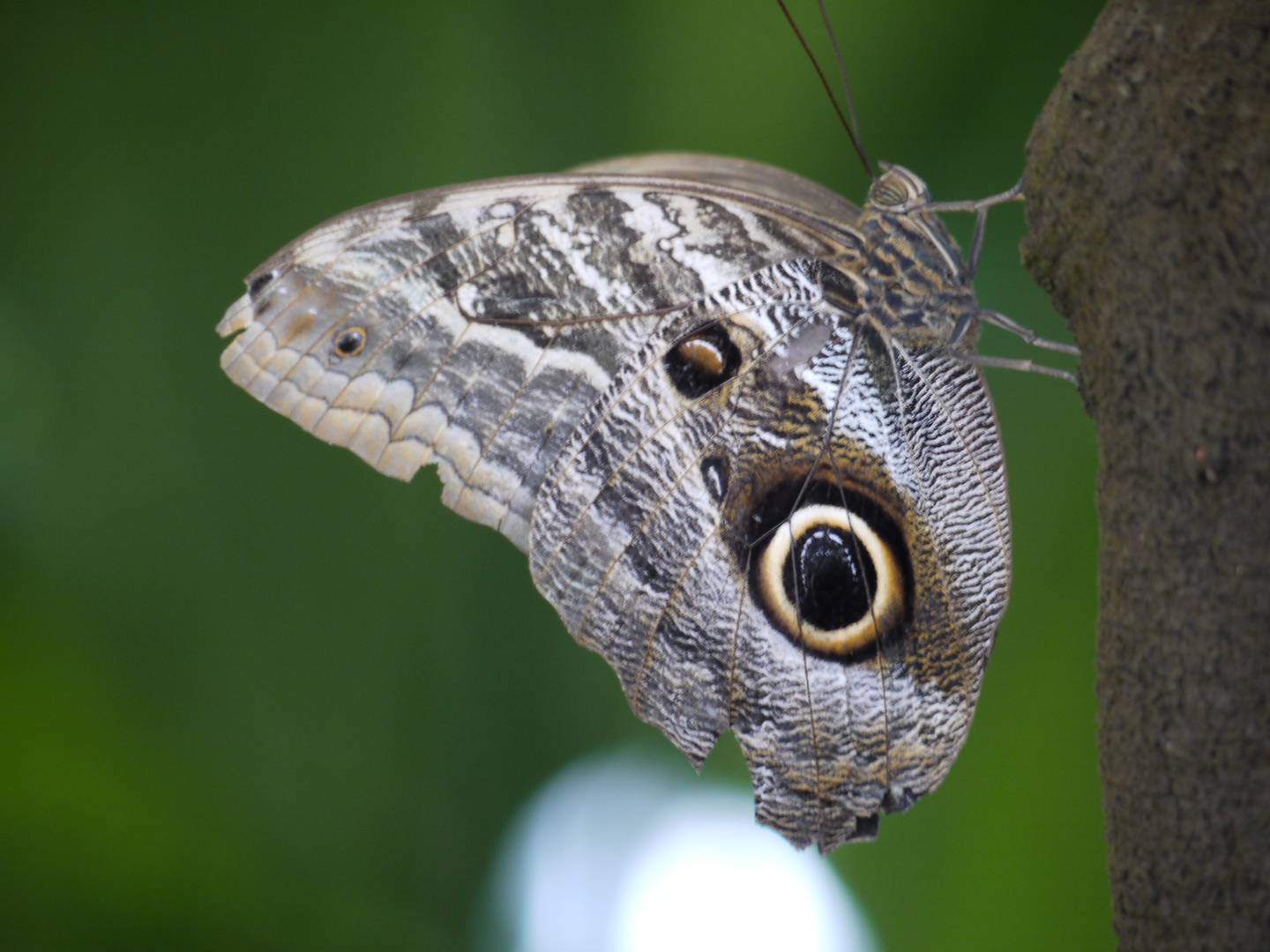 Schmetterling