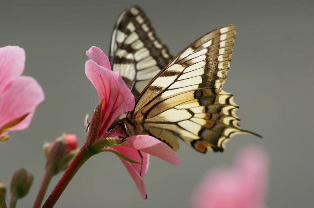 Schmetterling