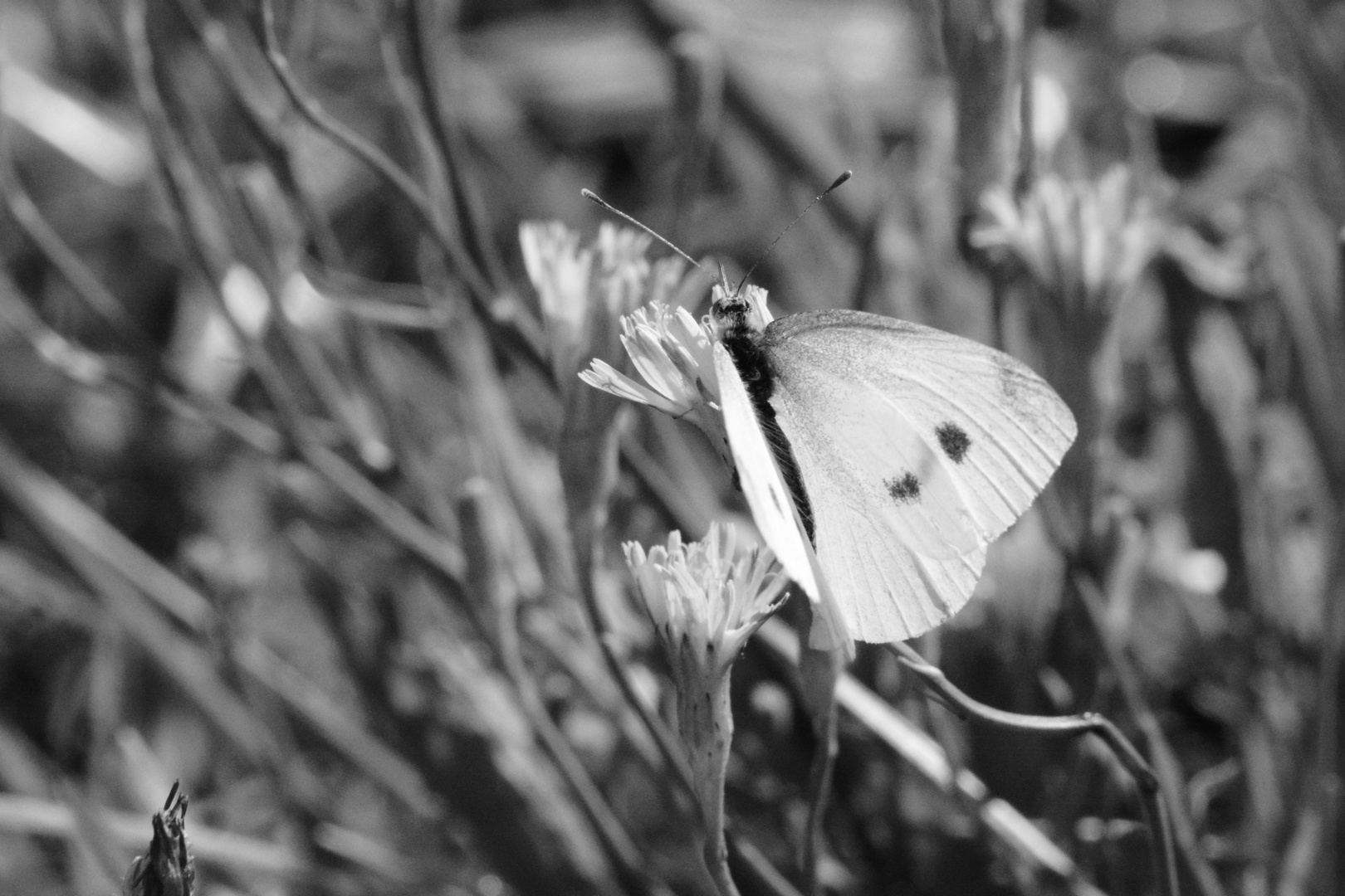 Schmetterling