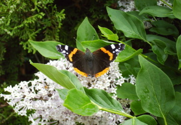 Schmetterling