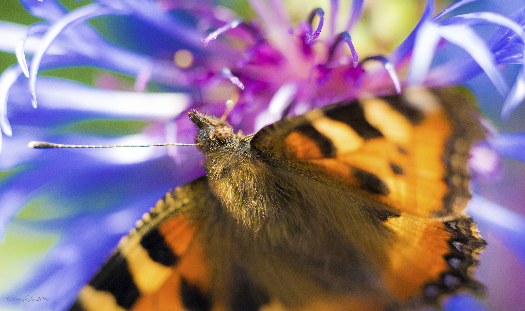 Schmetterling