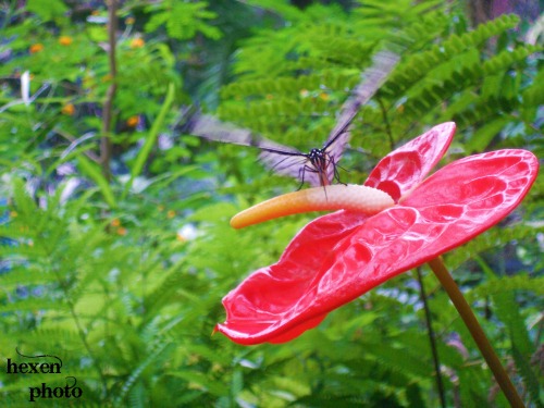 Schmetterling