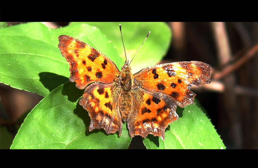 Schmetterling