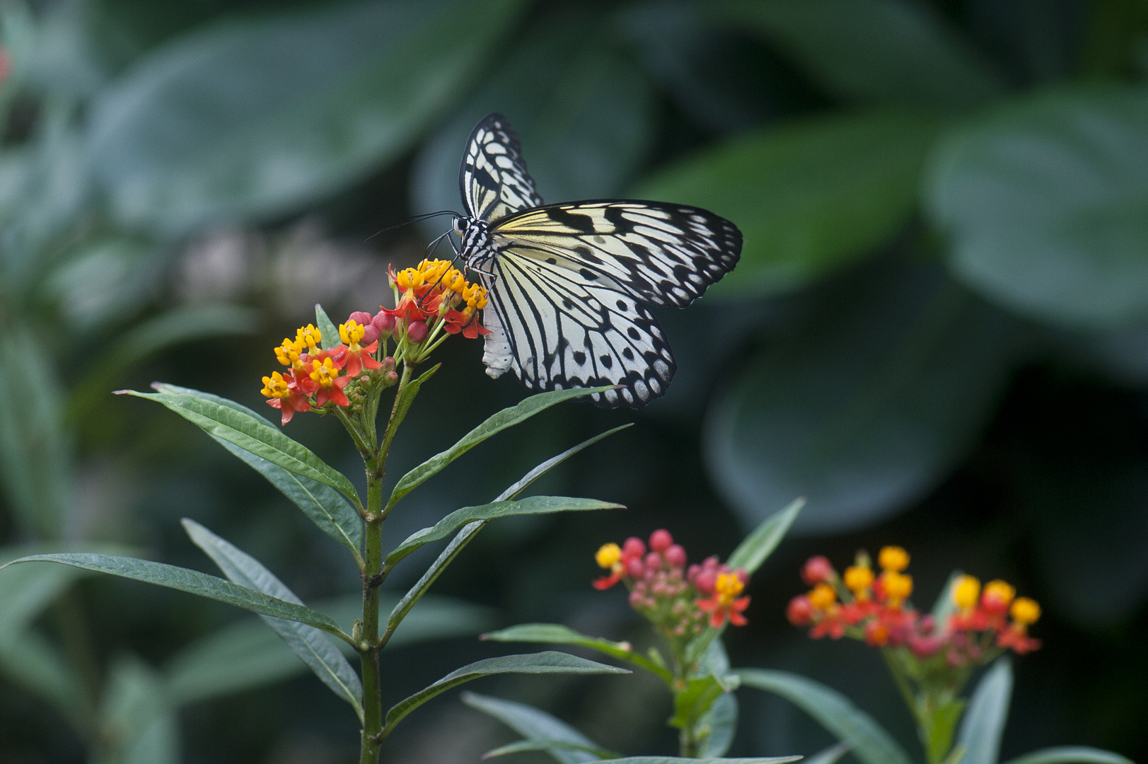 Schmetterling