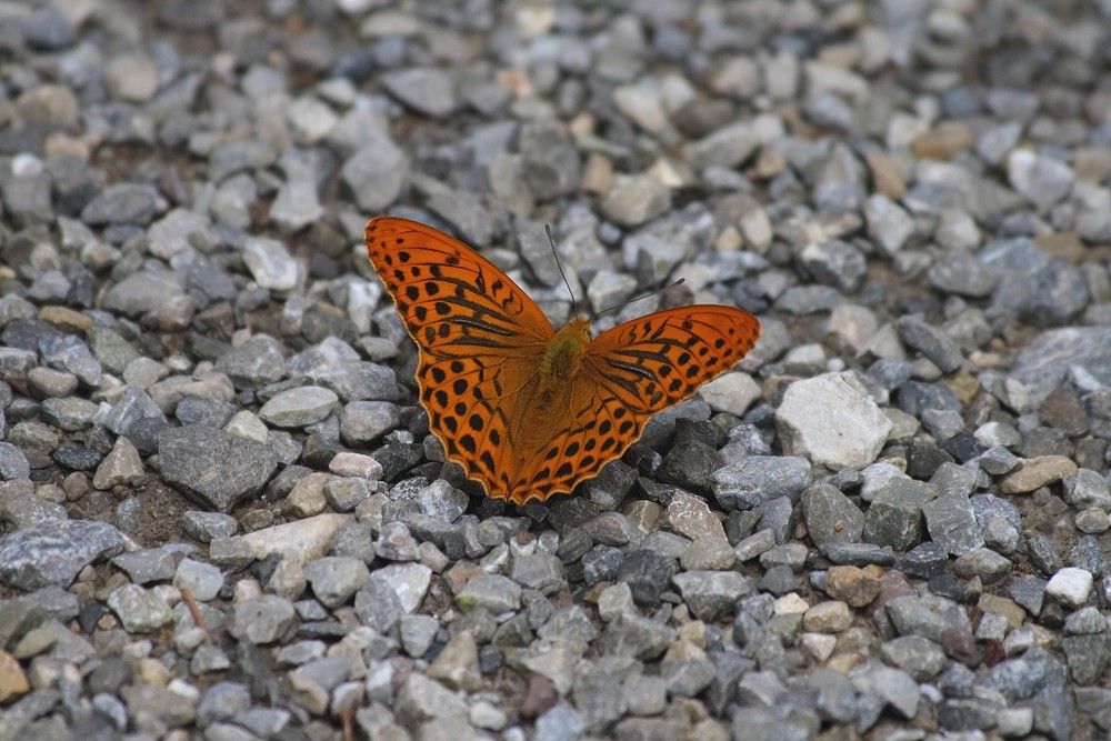 Schmetterling