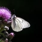 Schmetterling