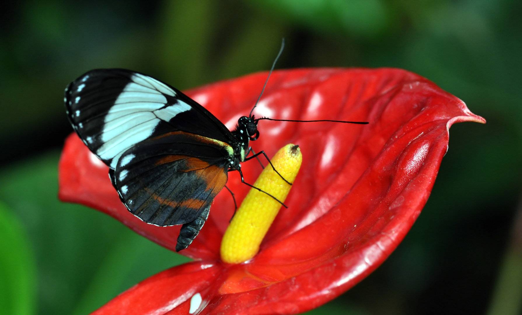 Schmetterling