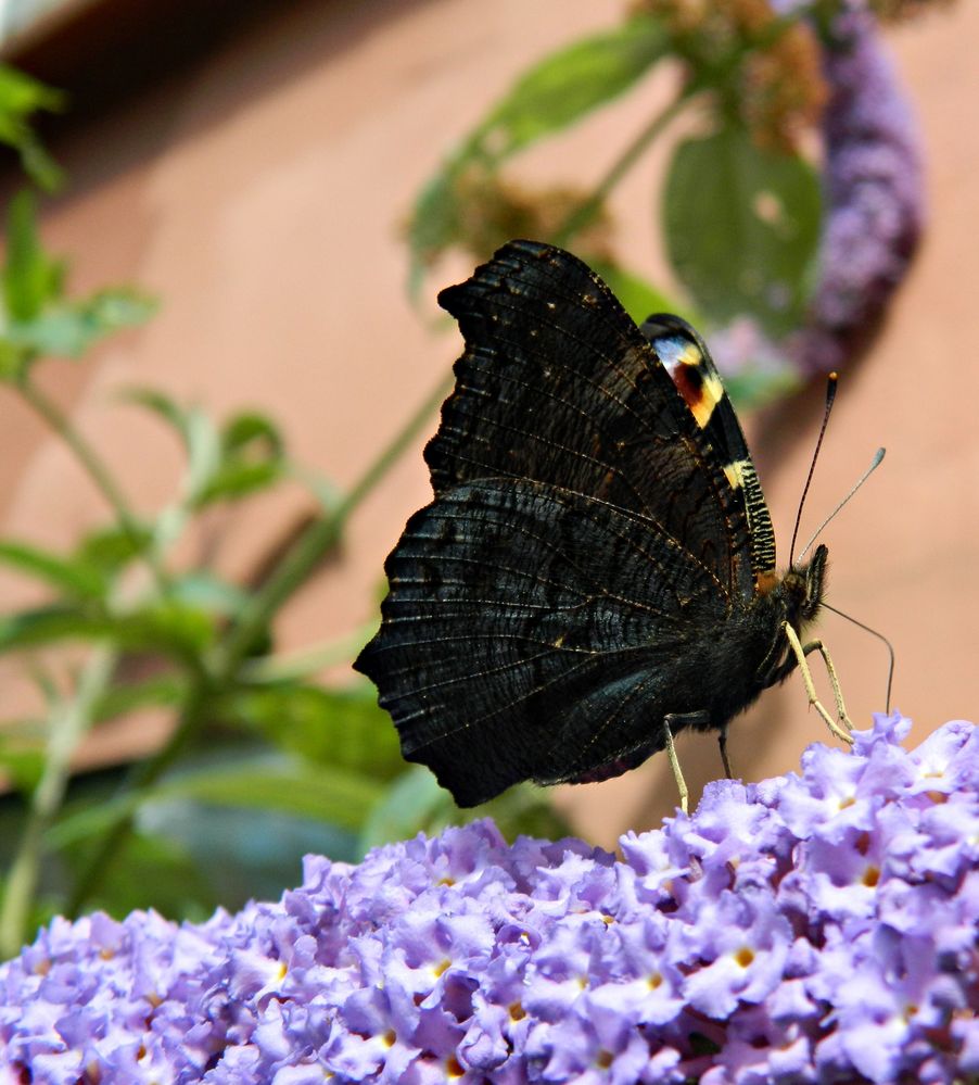 Schmetterling